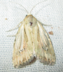 Heliocheilus stigmatia