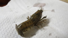Procambarus mexicanus