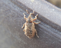Dorytomus