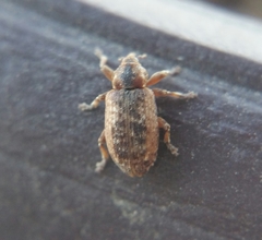 Dorytomus