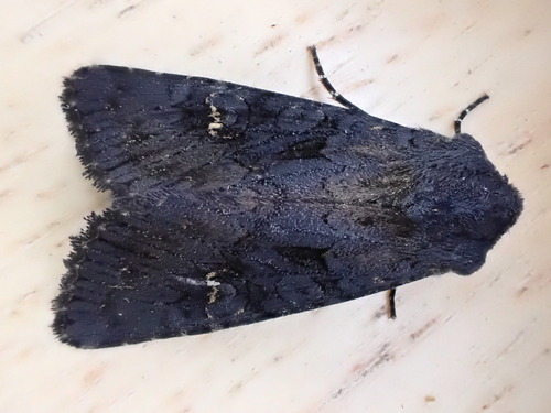 Black Rustic, 8 Millcroft Road, Woolton, Liverpool, Merseyside, UK, photo 8 of 10