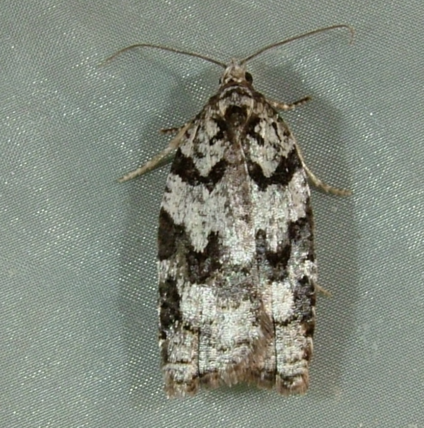 Western Black-headed Budworm