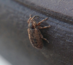 Dorytomus