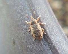 Dorytomus
