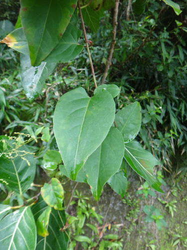 Tuber fleeceflower (Reynoutria multiflora)