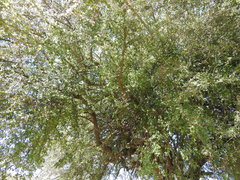 Condalia velutina