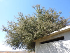 Condalia velutina