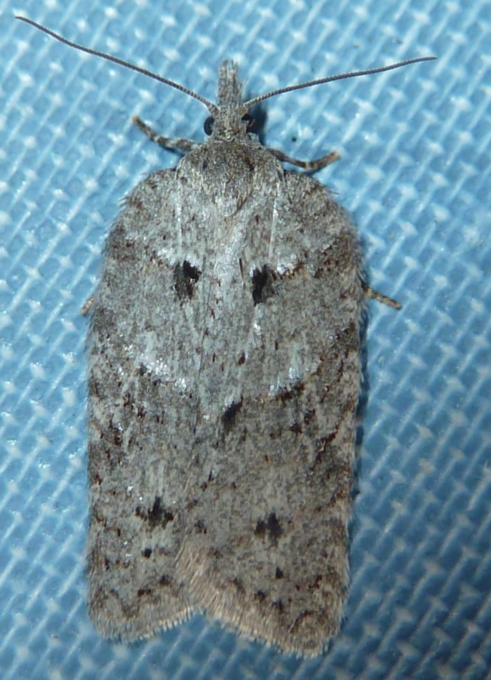 Acleris maximana