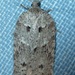 Acleris maximana - Photo (c) Scott Gilmore, some rights reserved (CC BY-NC)