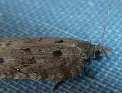 Acleris maximana