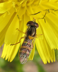 Sphaerophoria sulphuripes