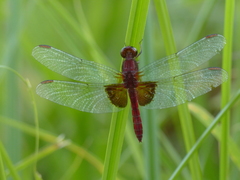 Erythrodiplax ines