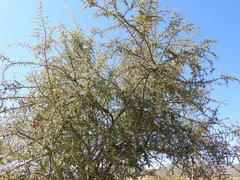 Condalia velutina