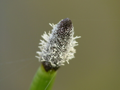 Eleocharis elegans