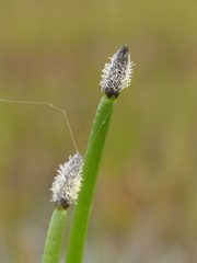 Eleocharis elegans
