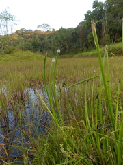 Eleocharis elegans