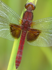 Erythrodiplax ines