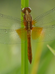 Erythrodiplax ines