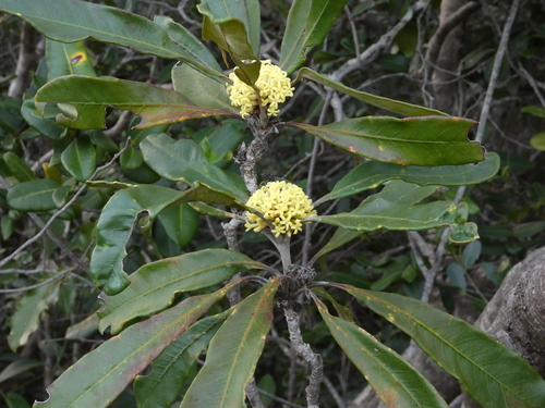 Pittosporum collinum observed 2023-09-20