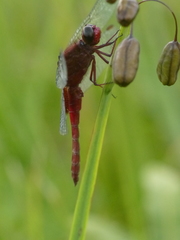 Erythrodiplax ines