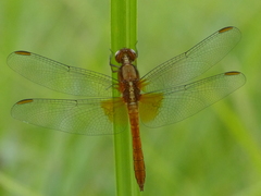 Erythrodiplax ines