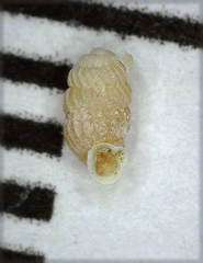 Lyropupa thaumasia