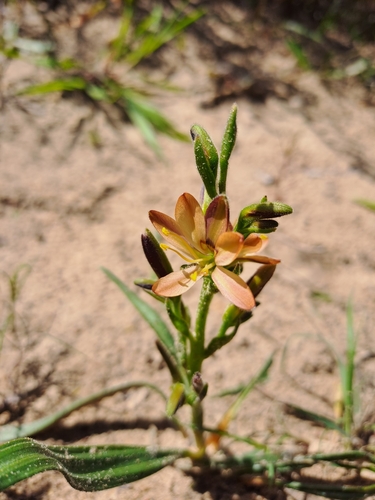 Wachendorfia multiflora (Wachendorfia multiflora)
