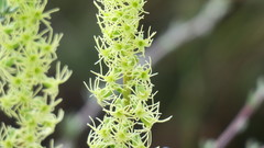 Holothrix schlechteriana