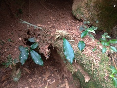 Hydrangea viburnoides