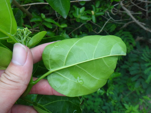 Premna serratifolia