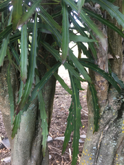 Pseudopanax crassifolius × lessonii