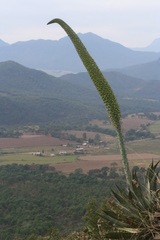 Agave vazquezgarciae