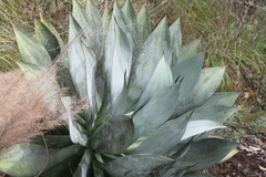 Agave vazquezgarciae