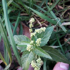 Mercurialis annua