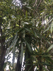 Pseudopanax crassifolius × lessonii
