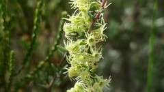 Holothrix schlechteriana