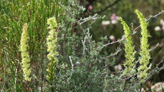 Holothrix schlechteriana