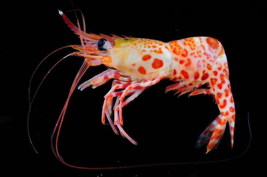 Cinetorhynchus