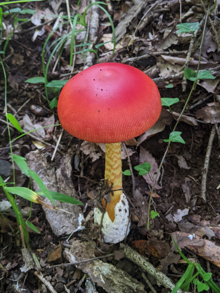 Amanita caesareoides · July 2022 · photo: © timur_kalininsky (iNaturalist, cc-by)