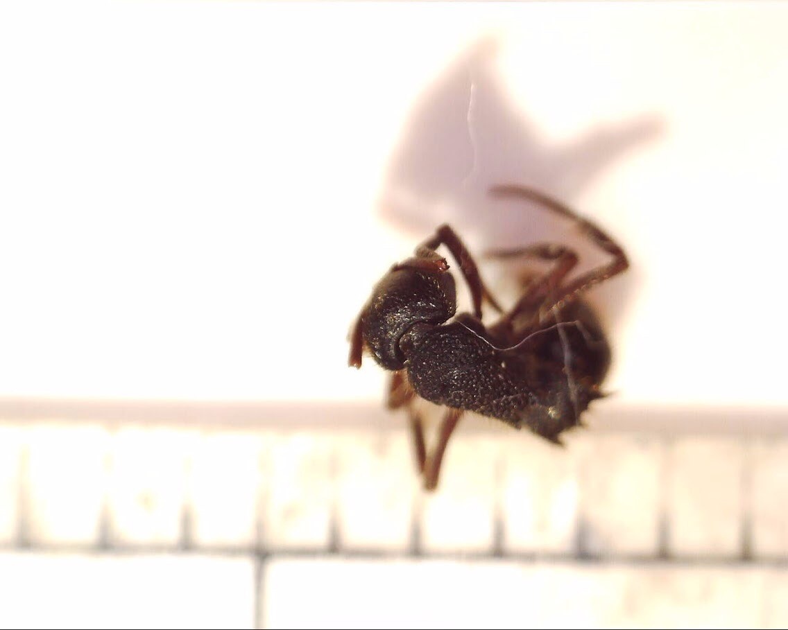 Phrynoponera