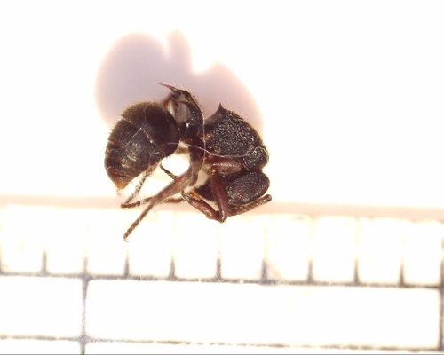 蟾猛蚁属Phrynoponera