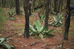 Agave maximiliana