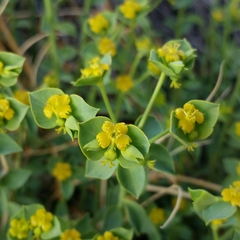 Euphorbia schizoloba