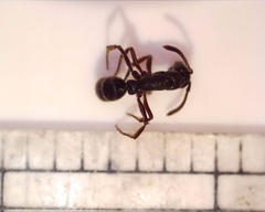 Bothroponera crassa