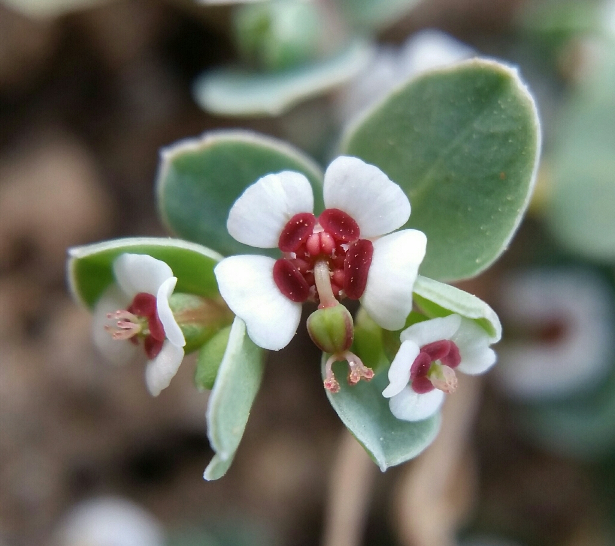 Euphorbia albomarginata