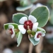 Euphorbia albomarginata - Photo 由 David Greenberger 所上傳的 (c) David Greenberger，保留部份權利CC BY-NC-ND