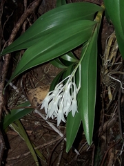 Dendrobium moorei, photograph (c) naturewatchwidow, some rights reserved (CC BY)