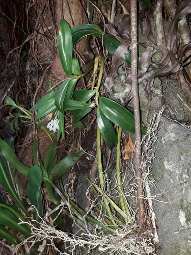 Image of Dendrobium moorei by (c) naturewatchwidow, some rights reserved (CC BY)