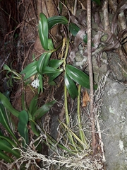 Dendrobium moorei, photograph (c) naturewatchwidow, some rights reserved (CC BY)