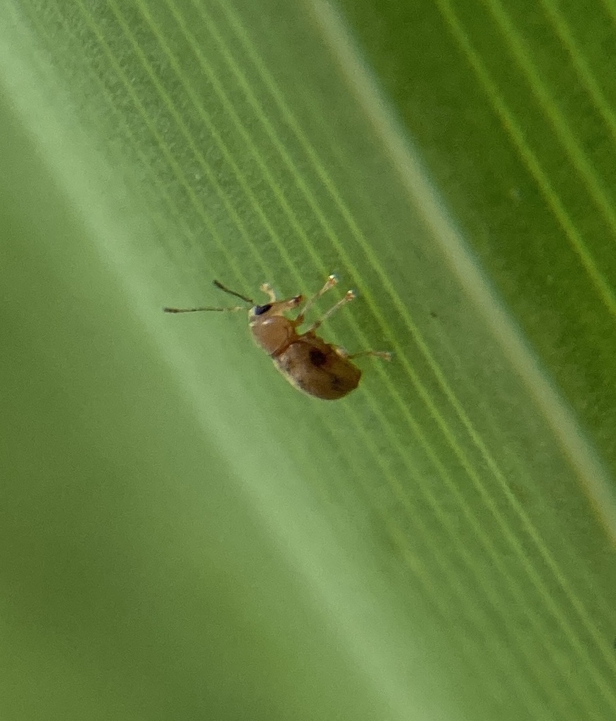 Jordanthribus planifacietus
